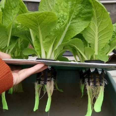 Paket Hidroponik Lengkap Sistem Wick Pemula Tanam Sayur