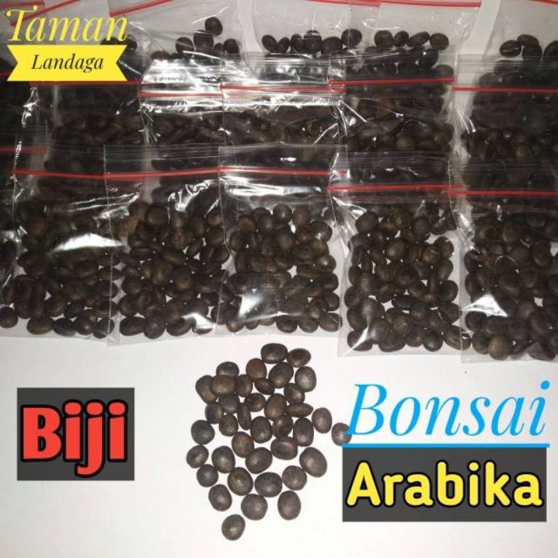 20 biji semai bonsai arabika