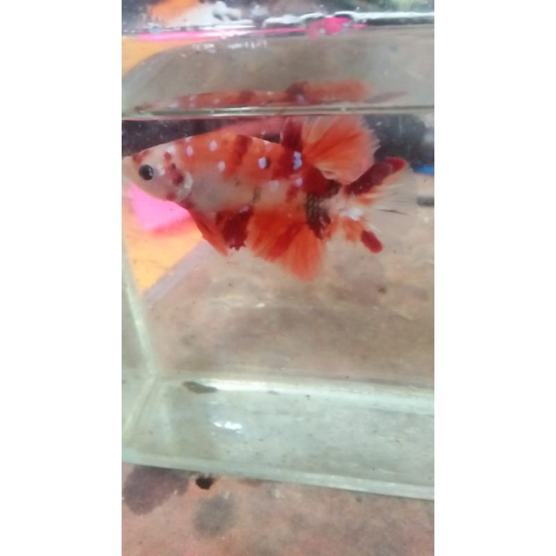 bahanan nemo/koi galaxy