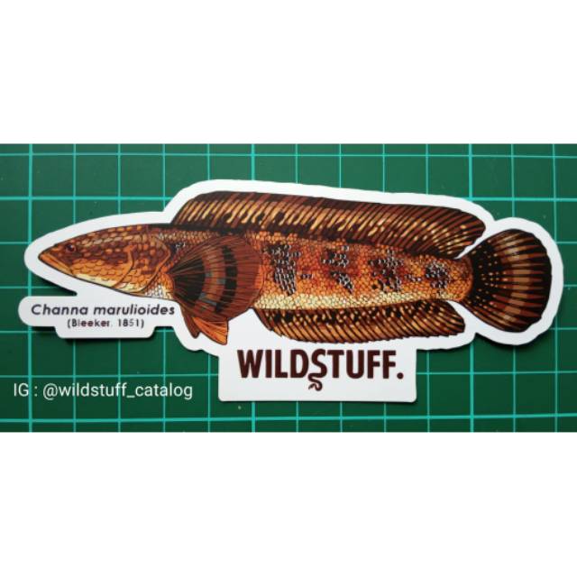 Sticker Wildstuff - Channa marulioides