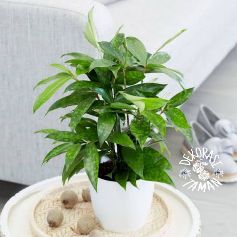 Bambu hoki - tanaman bambu - tanaman hias - bambu hoki hijau