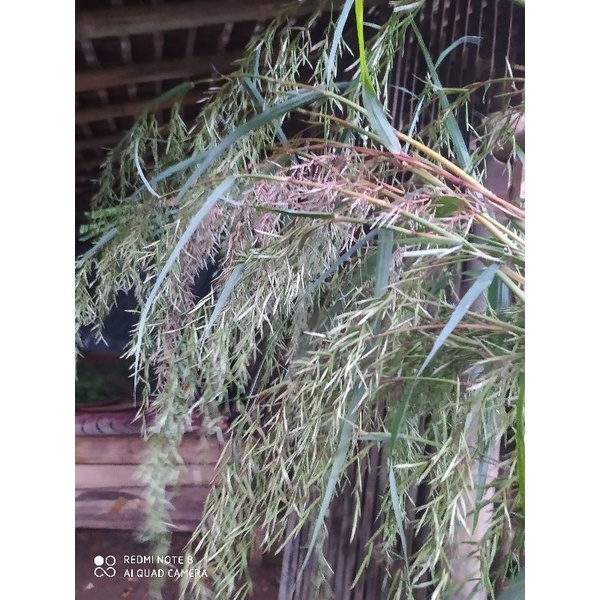 Bunga sereh wangi/kembang sereh wangi murah