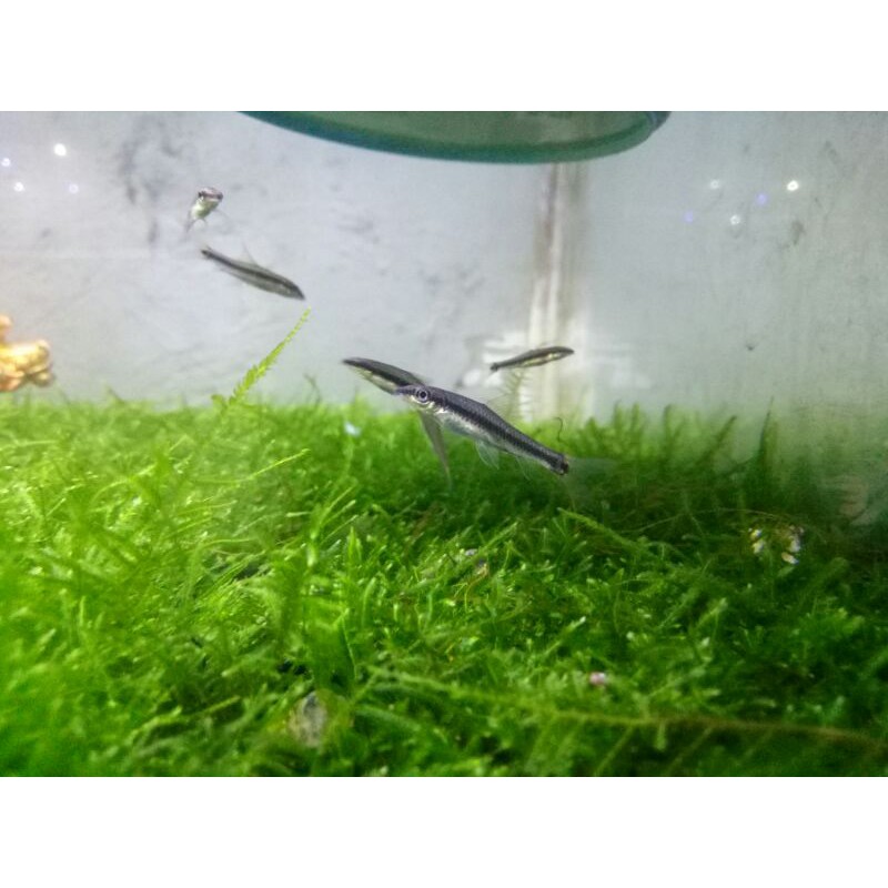 ikan pembersih lumut/algae ikan sae siamese algae eater