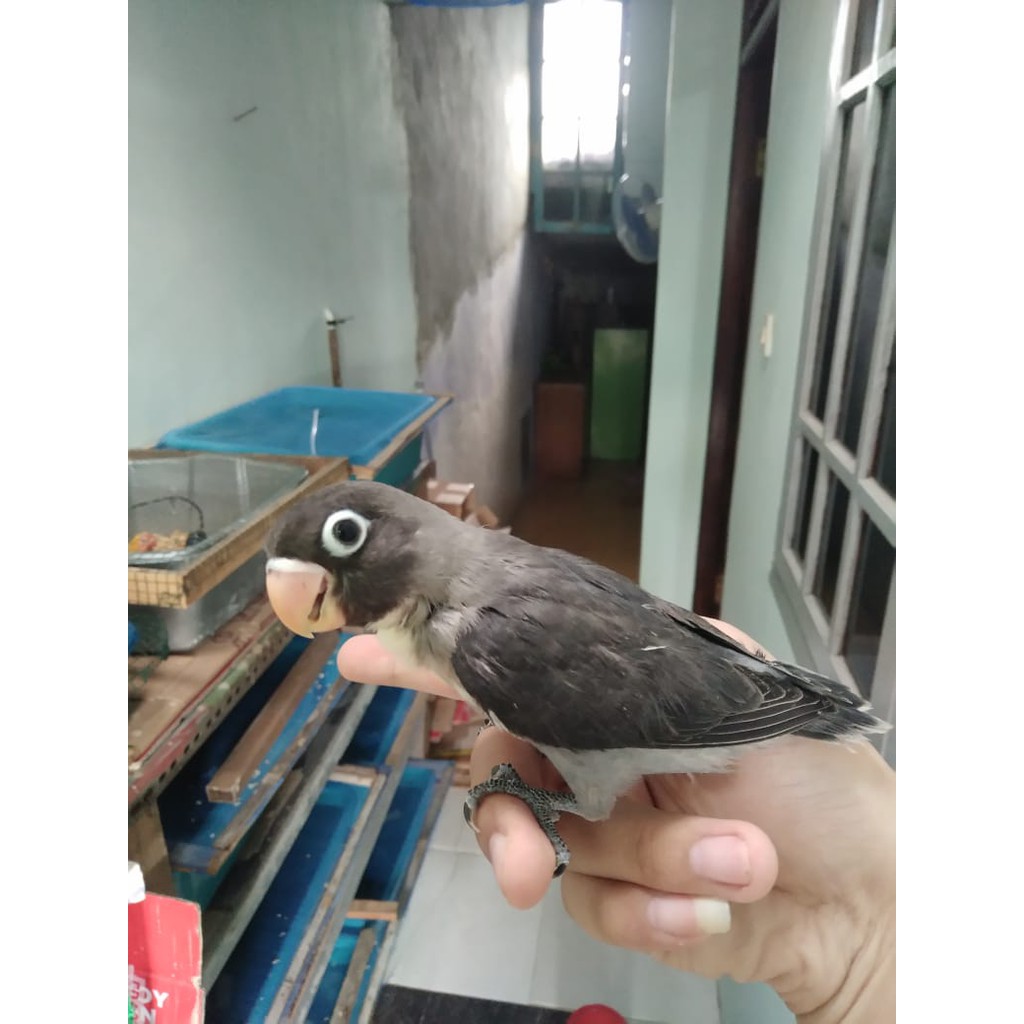 Burung Lovebird Batman Burung Lb Jinak Lolohan Ternakan Warna