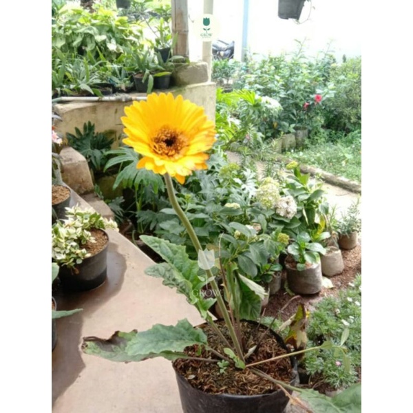 tanaman gerbera kuning