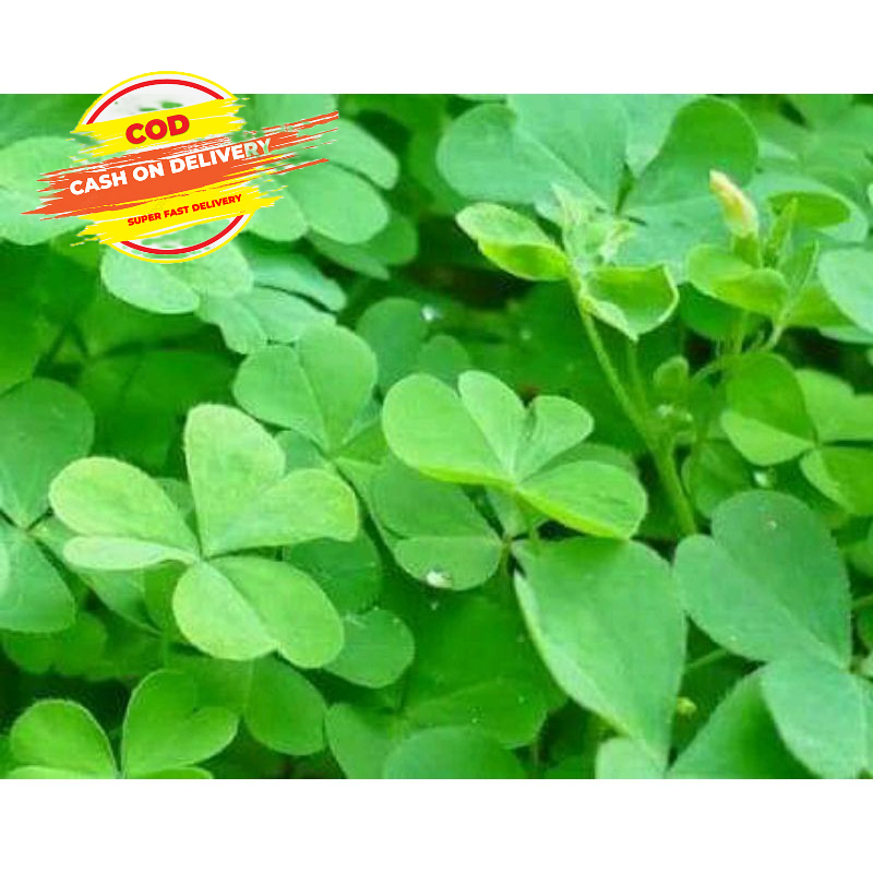 

Daun semanggi segar semanggi sawah 500 gram