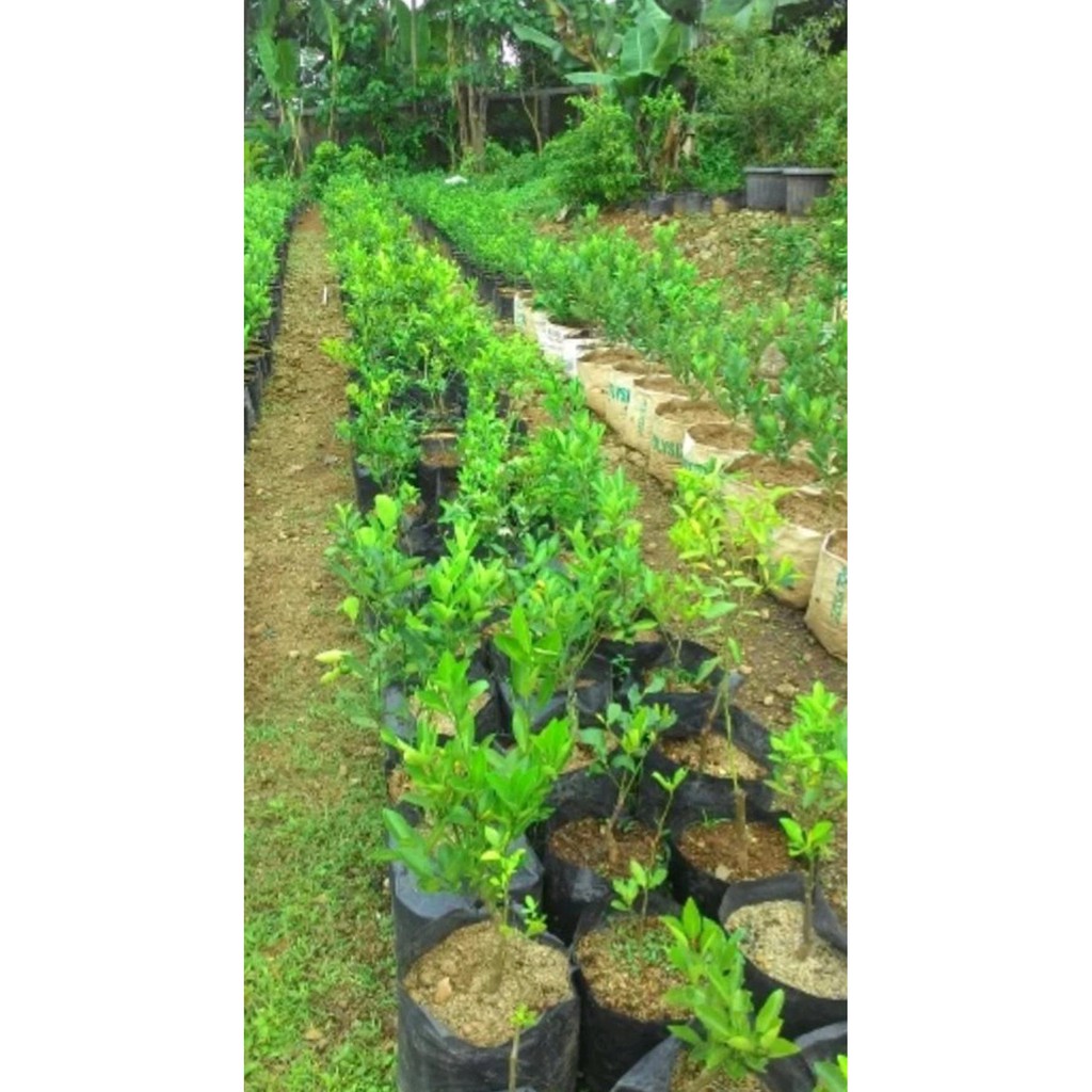 Freong Bibit Tanaman Buah Jeruk Purut-Pohon Jeruk-Untuk Obat Herbal Dan Bumbu Masak H2O