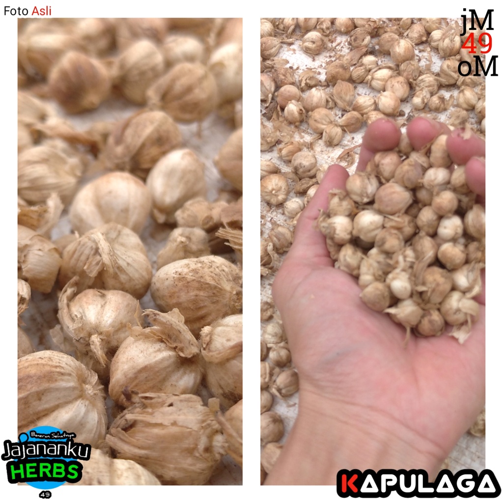 

Kapulaga Kering 1kg Tanpa Pemutih Kapol Best Quality Cardamom Java Premium