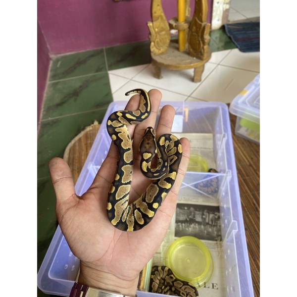 ball python fire baby