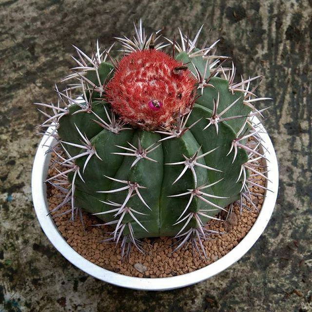 

Mello cactus