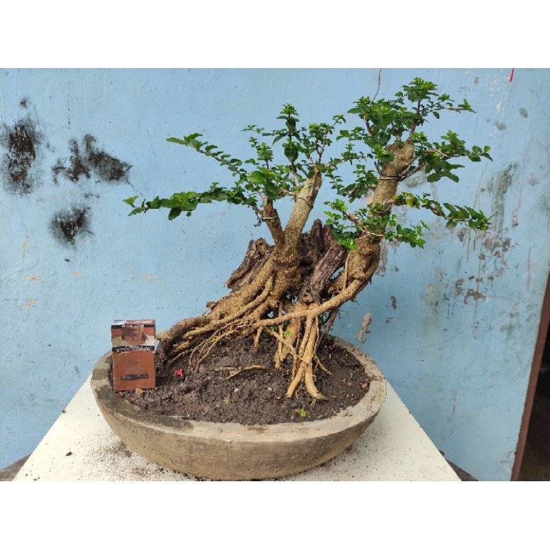 bonsai wacang