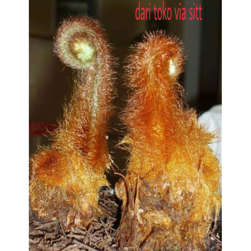 jual pakis monyet pakis paku emas