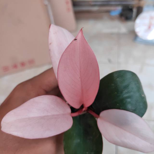 Tanaman hias philodendron pink Congo - philodendron pink Congo - philodendron