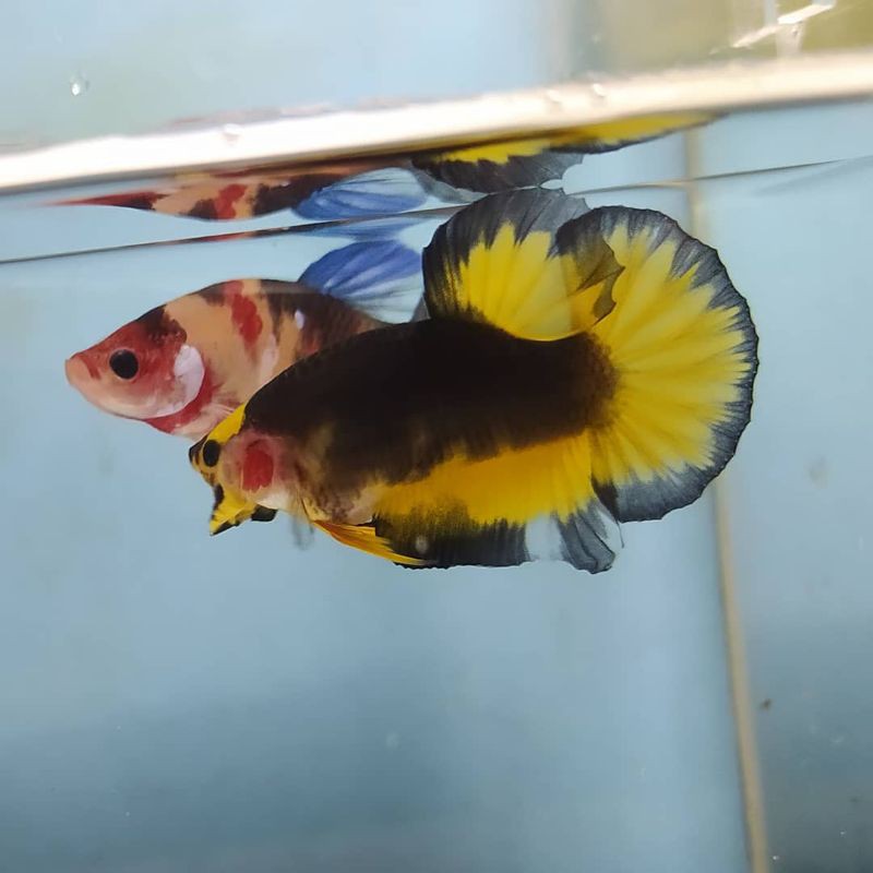 

Ikancupang