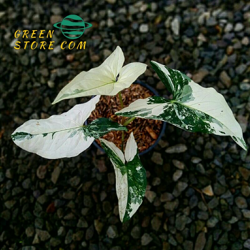 Tanaman hias syngonium varigata-syngonium varigata-syngonium