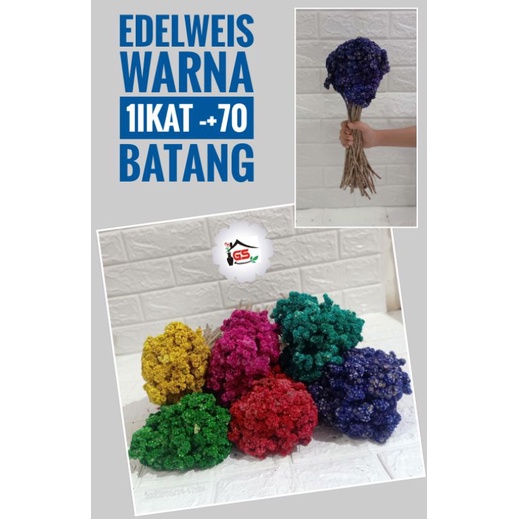 EDELWEIS WARNA/BUNGA ABADI/EDELWEIS NATURAL/BUNGA EDELWEIS/BUNGA KERING/BUKET BUNGA/BUNGA HIAS/BUNGA
