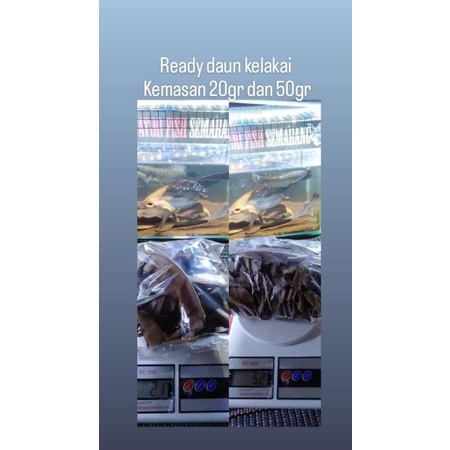 

daun kelakai Kalimantan kemasan 50gr dan 20 gr