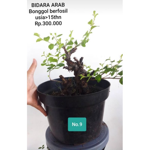 Bonsai Bidara Arab prospek bagus