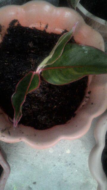 Bibit Bunga Aglonema Lipstik Aurora