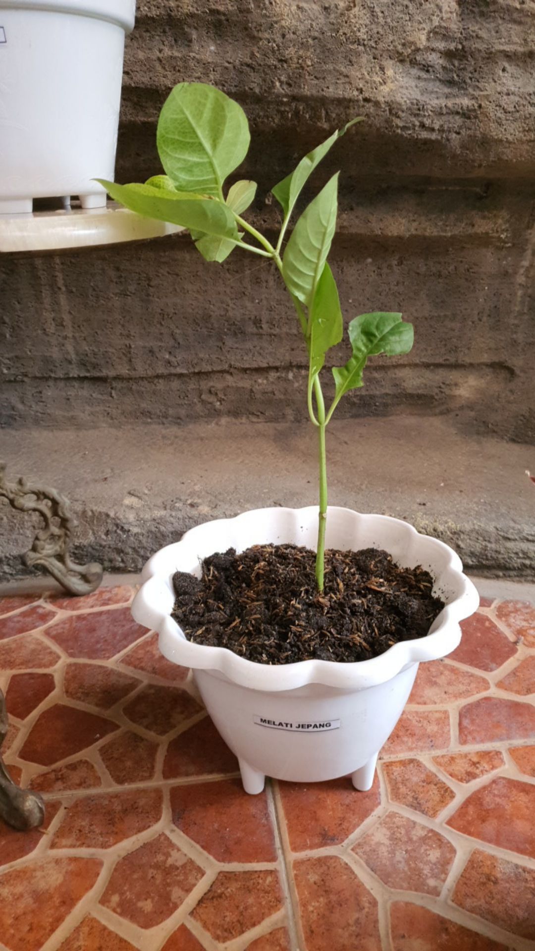 Tanaman Hias Melati Jepang