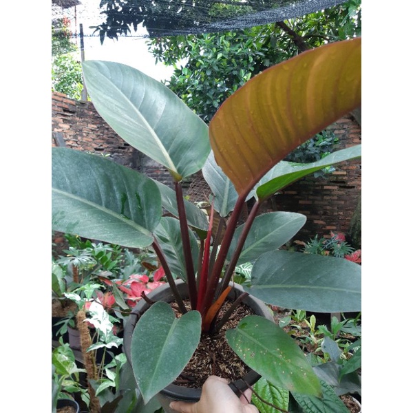 philo red congo ukuran jumbo besar