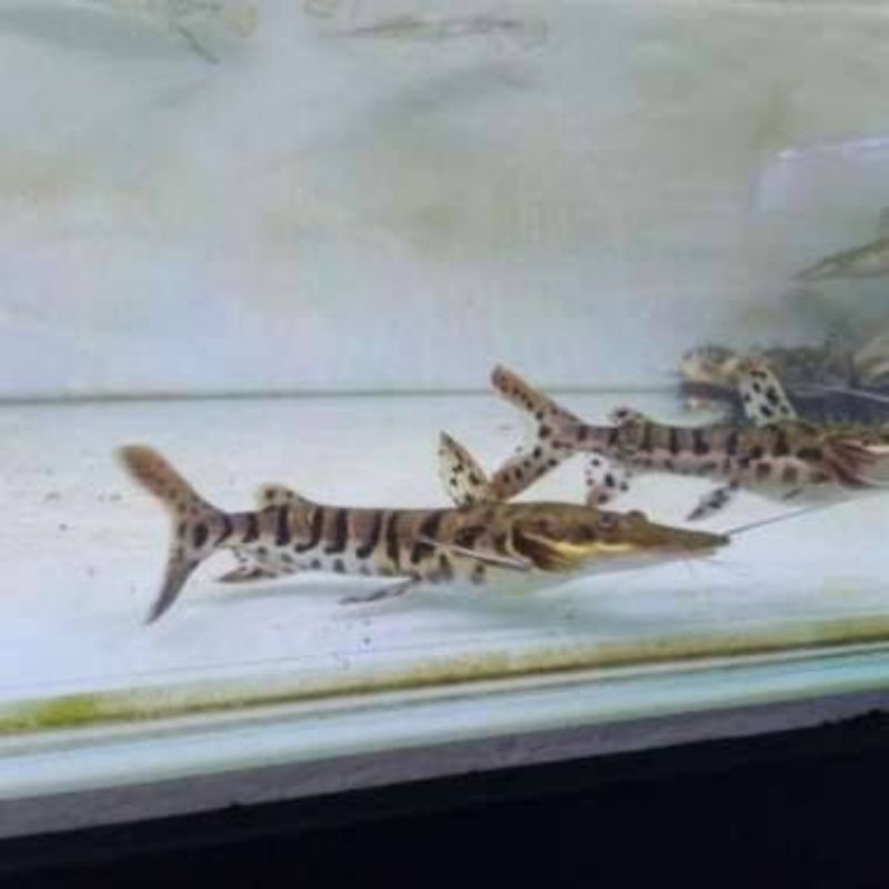 ikan tiger shovelnose catfish / tsn