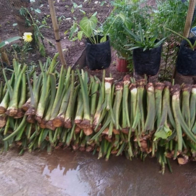bibit talas beneng paket  1 kg isi 10 -  benih talas beneng unggul