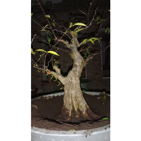 BONSAI ANTING PUTRI PROSPEK