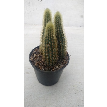 kaktus ekor tupai ownroot