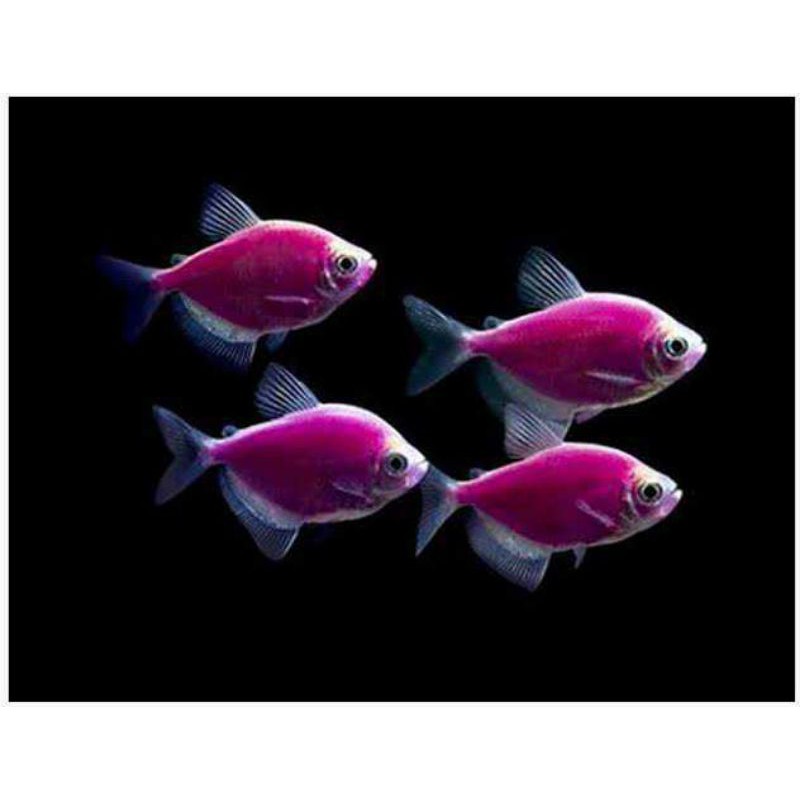 Jual Ikan Hias Glofish Tetra Galactic Purple Import Aquascape Indonesia Shopee Indonesia