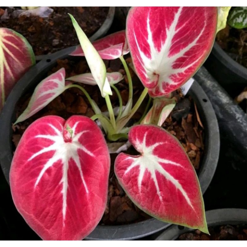 caladium thai series