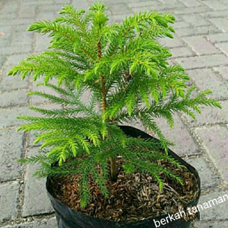 tanaman hias Cemara norfolk fentris - pohon Cemara - Cemara norfolk