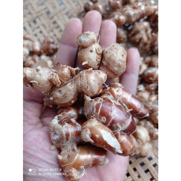 

KENCUR SEGAR 1KG kencur/cikur asli ciamis enak wangi cocok untuk bumbu masak atu jamu