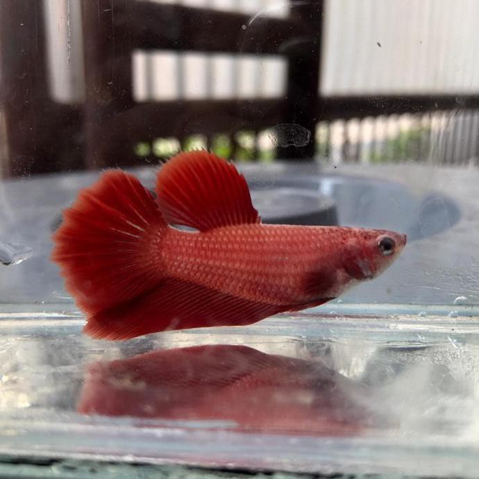 Ready Cupang Betina Halfmoon Super Red