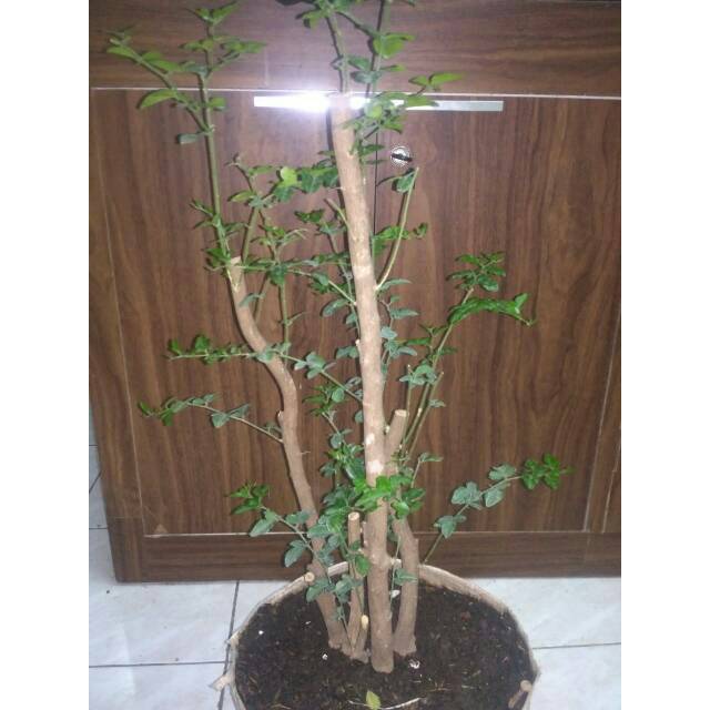 Bahan bonsai jeruk kingkit
