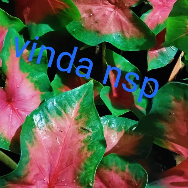 Umbi keladi pink love ) bonggol umbi 1 kg