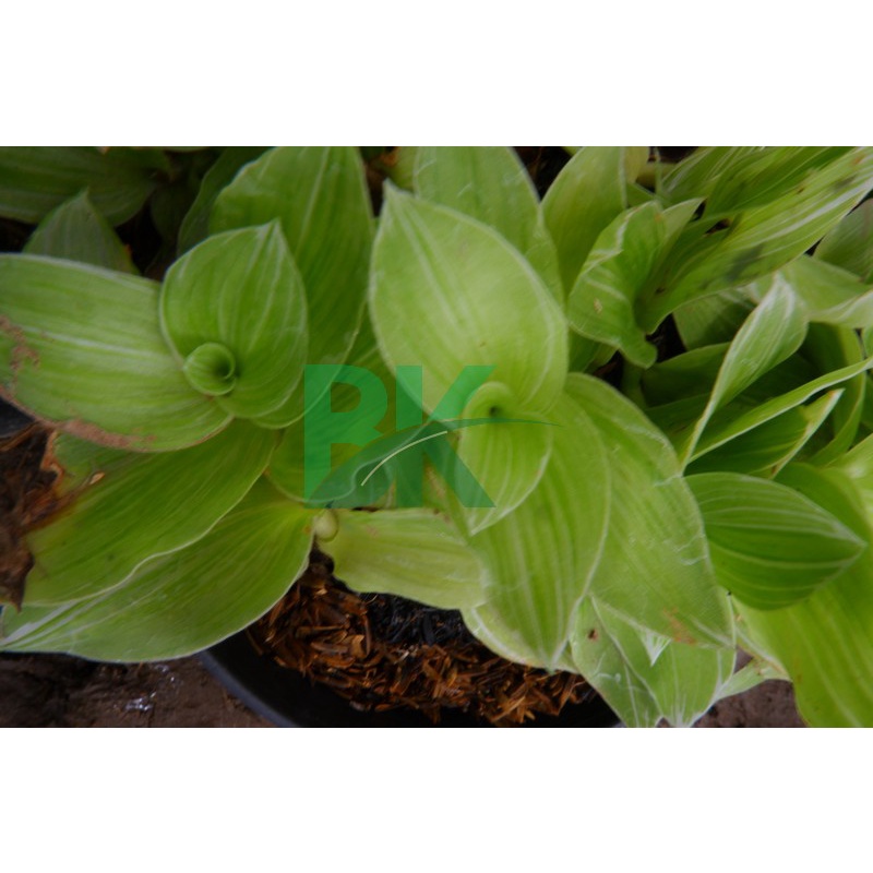 TRADESCANTIA FLUMINENSI - TANAMAN HIAS GANTUNG TRADESCANTIA FLUMINENSI