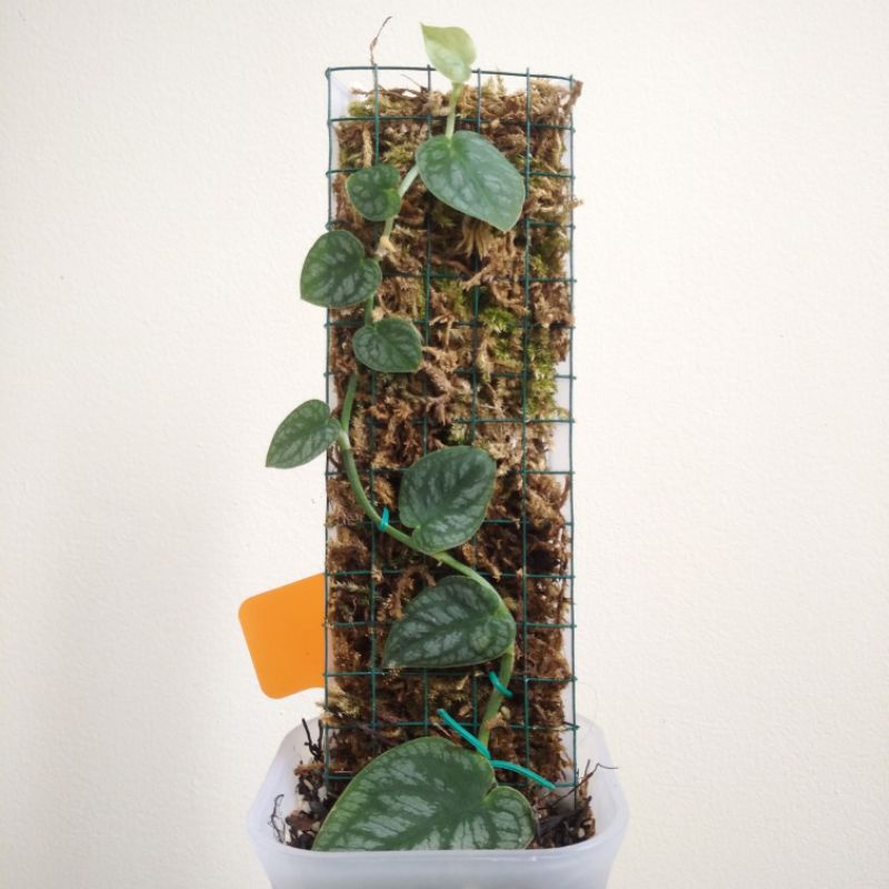 Tanaman Hias Monstera Dubia