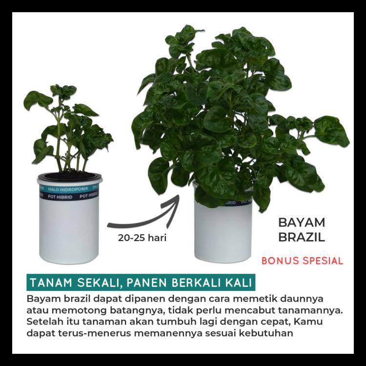 BIBIT BENIH SAYURAN PAKET 30 JENIS TANAMAN - BEST DEAL KUALITAS TERPERCAYA