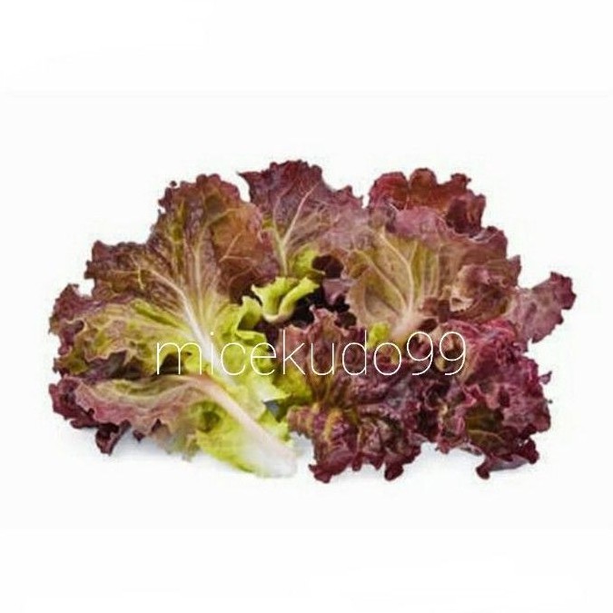 

LOLLO ROSO LETTUCE 1/2 KG FRESH / LOLOROSO / LOLLOROSO / SELADA