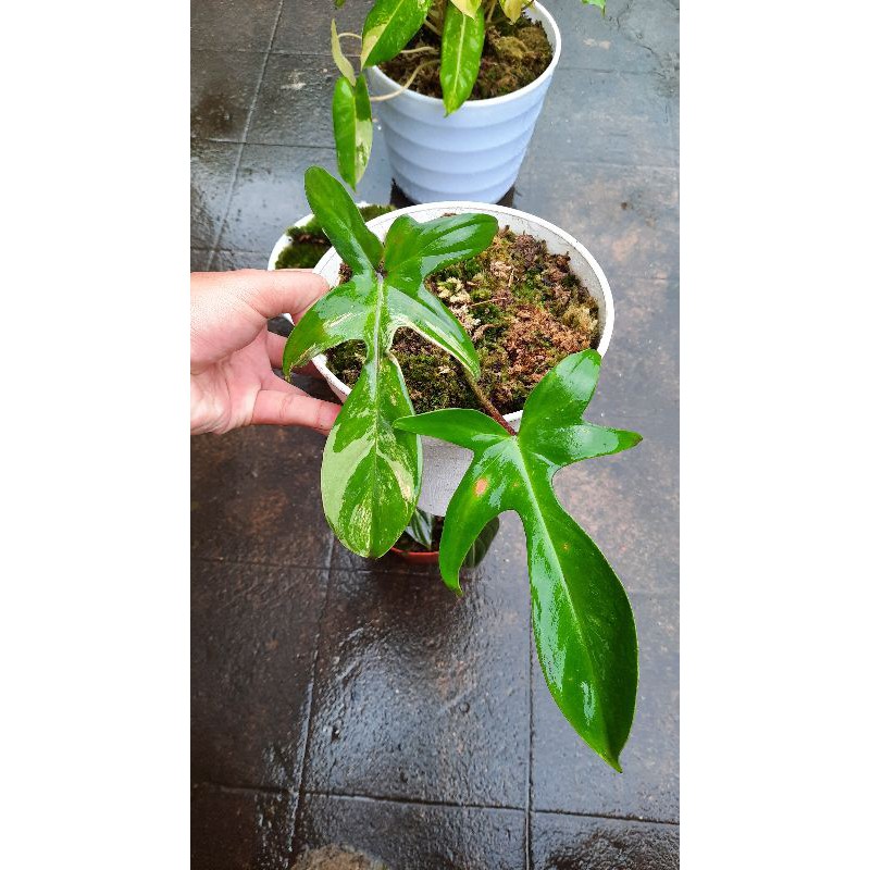 philodendron florida beauty (flobe)
