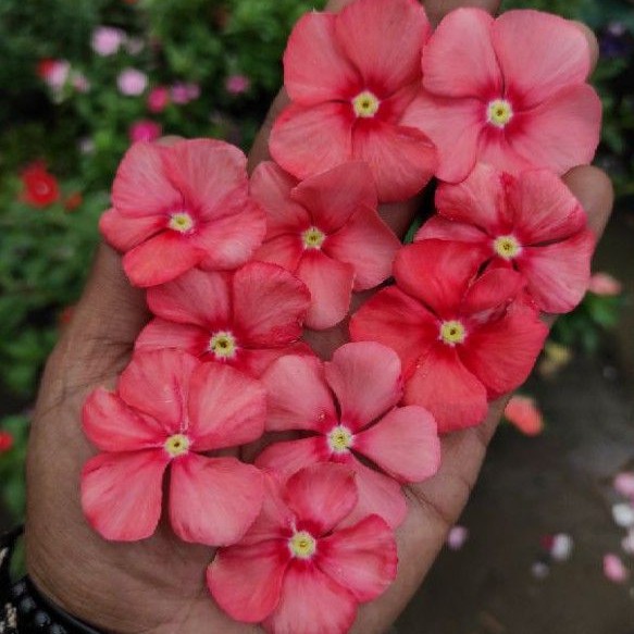 vinca juntai orange 01