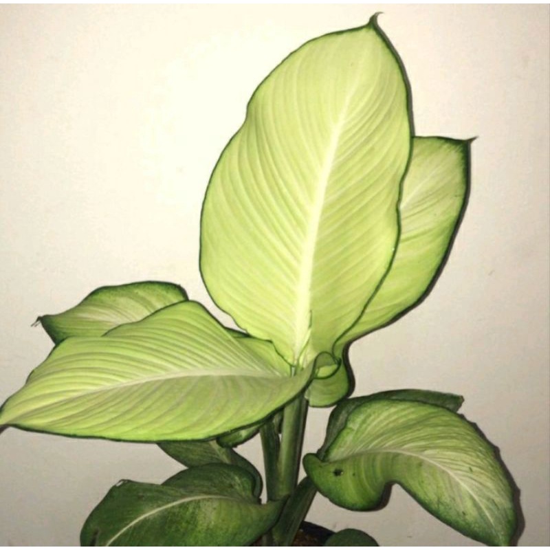 tanaman hias blanceng diven gurita susu