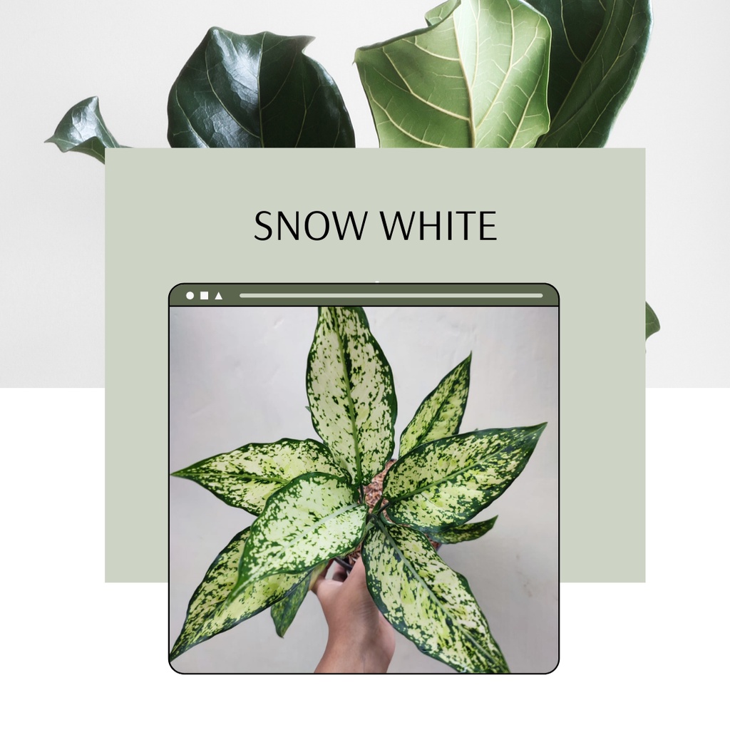 Aglonema Snow White Cantik Rimbun Tanaman Hias Aglonema Snow White