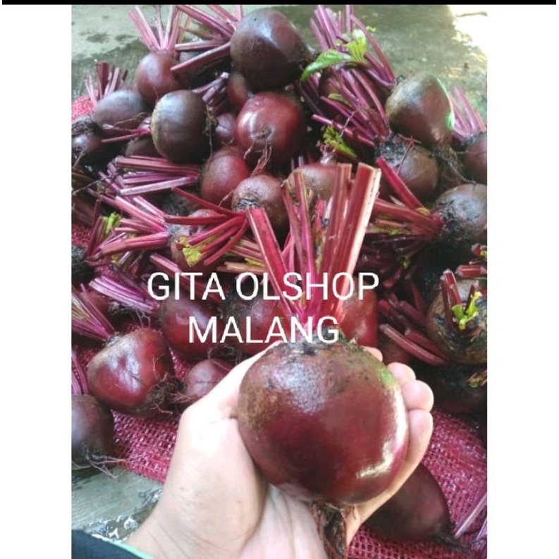 BUAH BIT SEGAR 1KG BEETROOT FRESH DARI KEBUN / bit merah