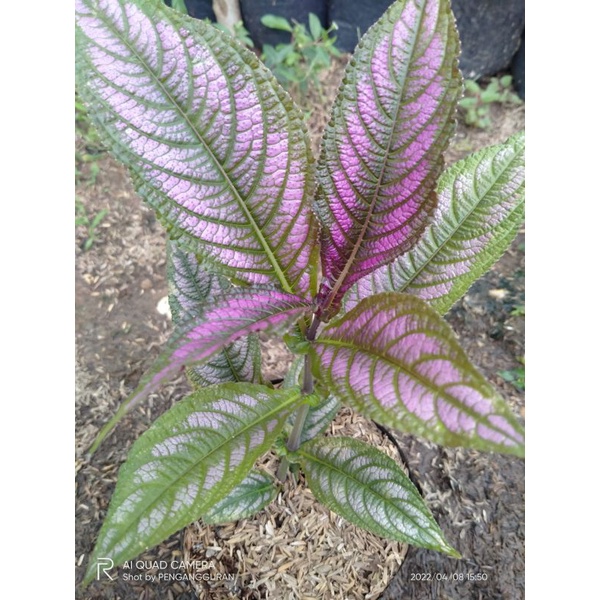 TANAMAN KEJI BELING UNGU