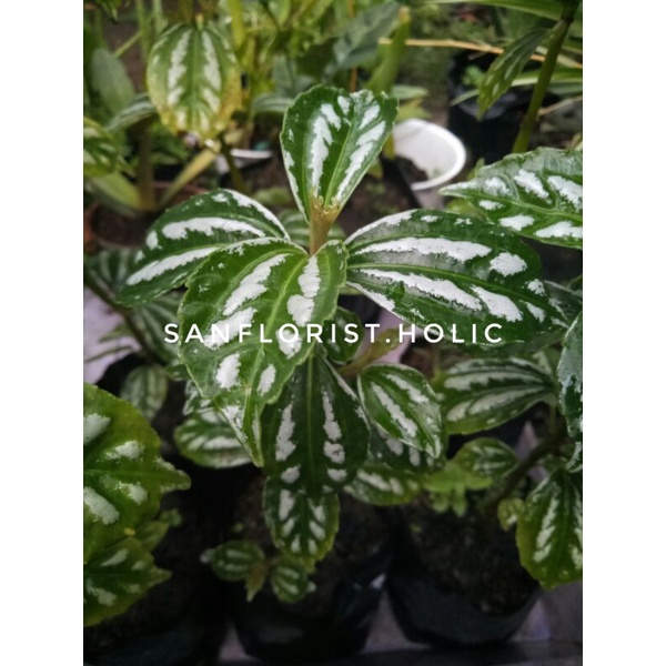 Tanaman Hias Pilea Cadierai / Pilea Cadierai / Pilea Cardierai / Pilea Cadierei / Daun Mutiara / Pil