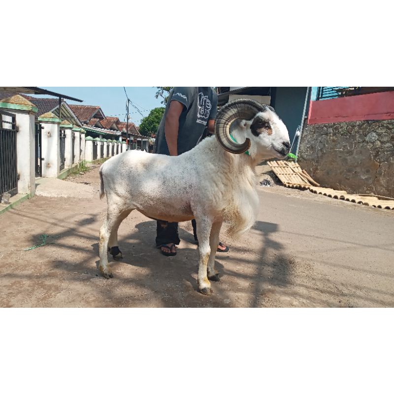 domba qurban sehat