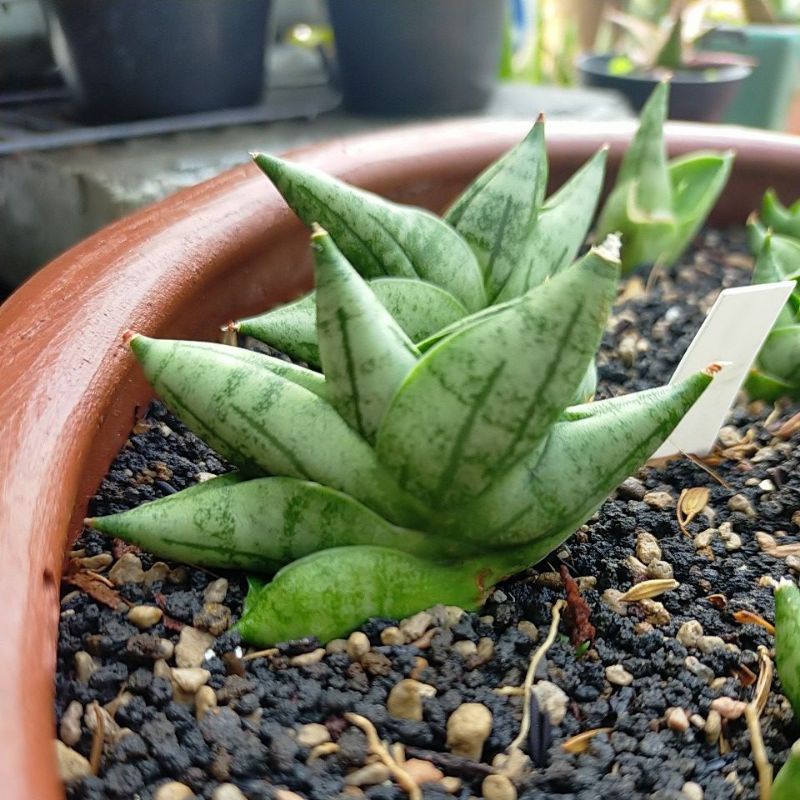 sanseviera BNC Boncel New Clone banyak pilihan