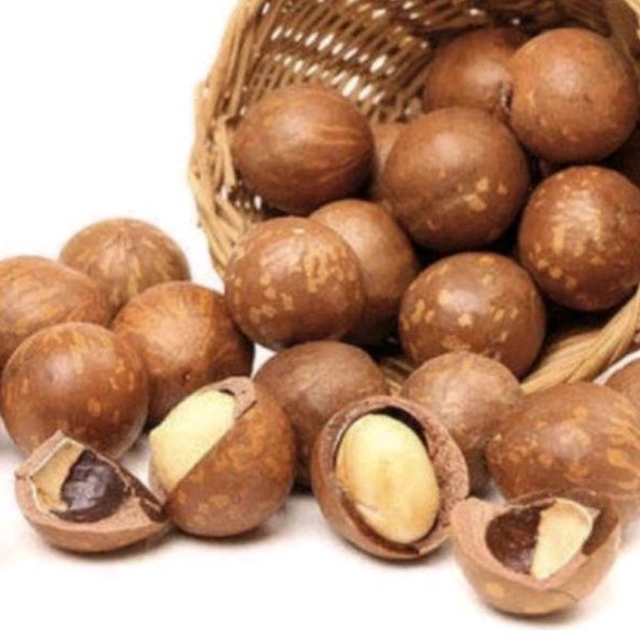 

Macadamia jumbo Kulit Roasted premium / FREE ALAT / MACADAMIA JUMBO PANGGANG (500gram )